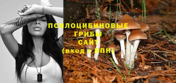 индика Няндома